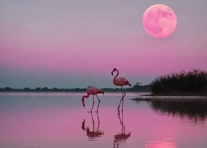 Neuf 4 Etoiles - Sunset Lodge, * ناربون